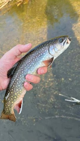 brook trout